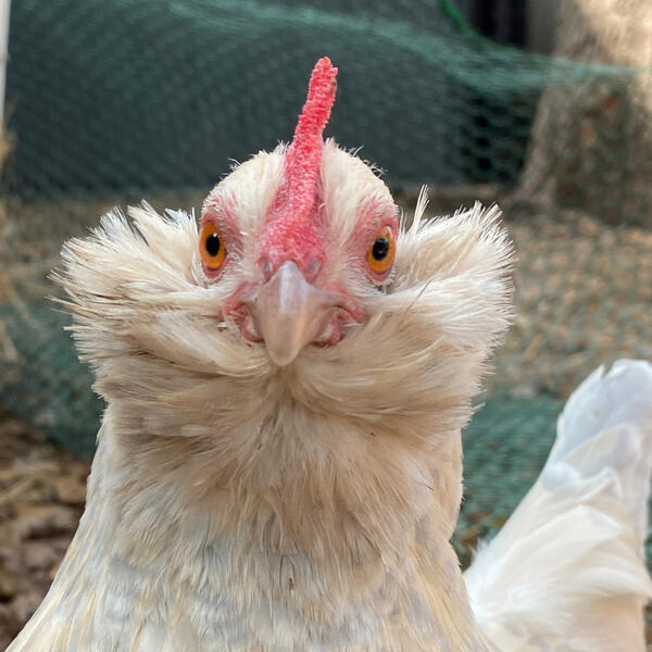 Porcelain Mille fleur breed