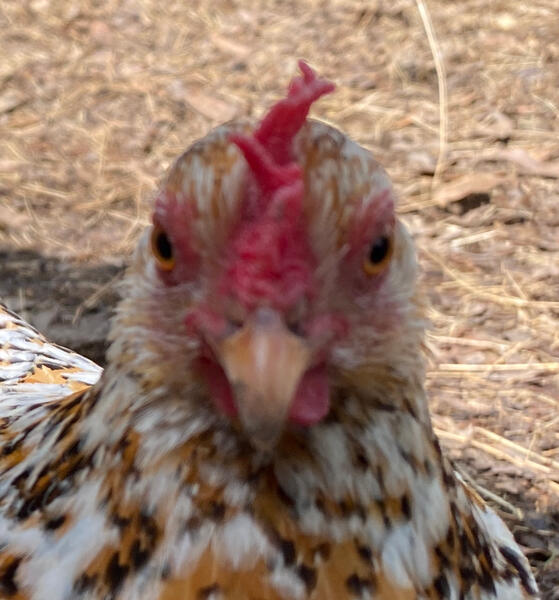 Mille fleur breed