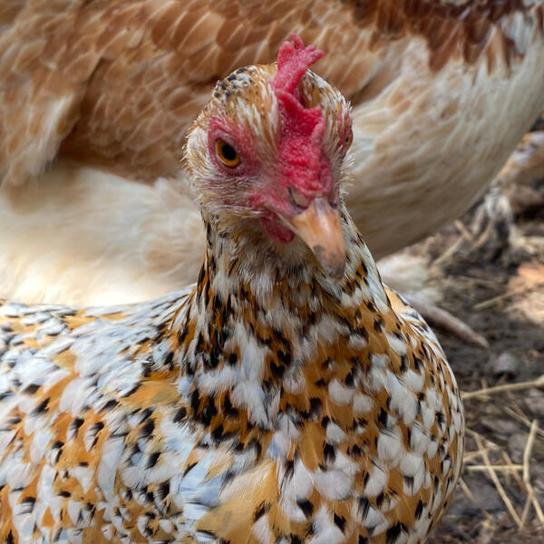 Mille fleur breed