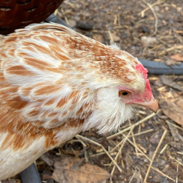 salmon faverolle breed