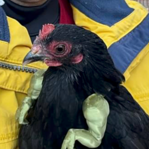 Japanese Bantams