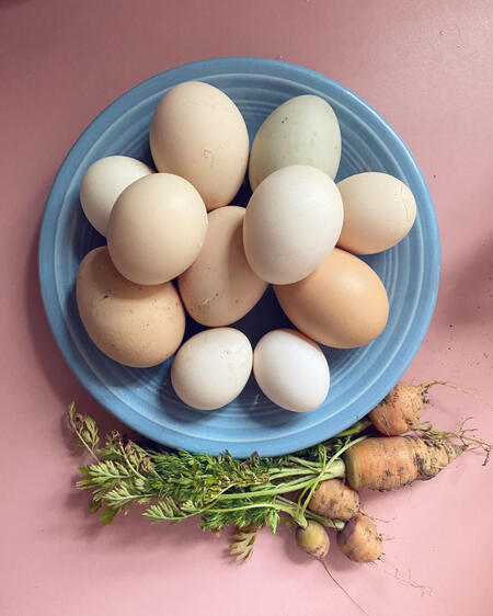 All Chicken Eggs Example All Chicken Eggs Example